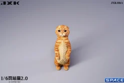 1/6 Scale Scottish Fold