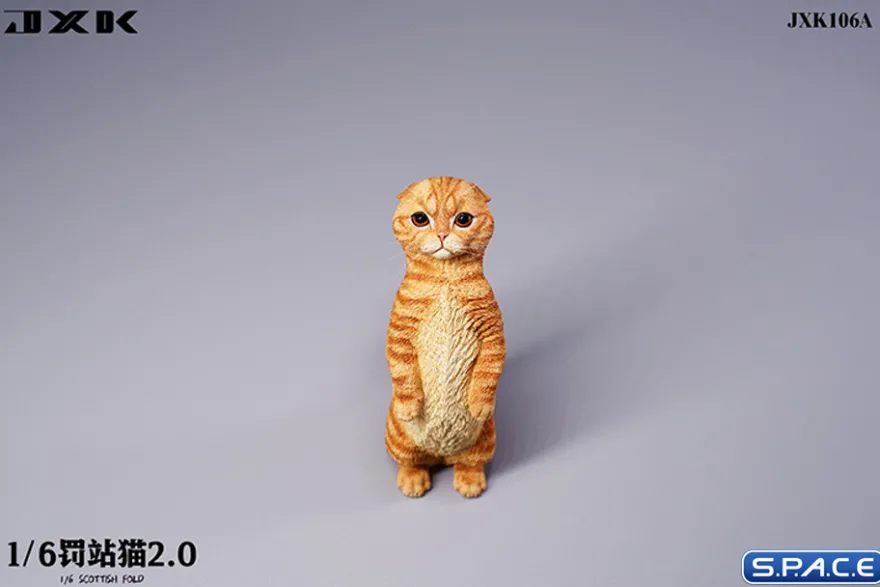 1/6 Scale Scottish Fold