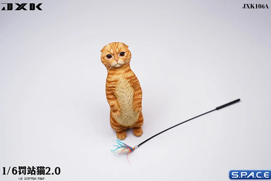 1/6 Scale Scottish Fold