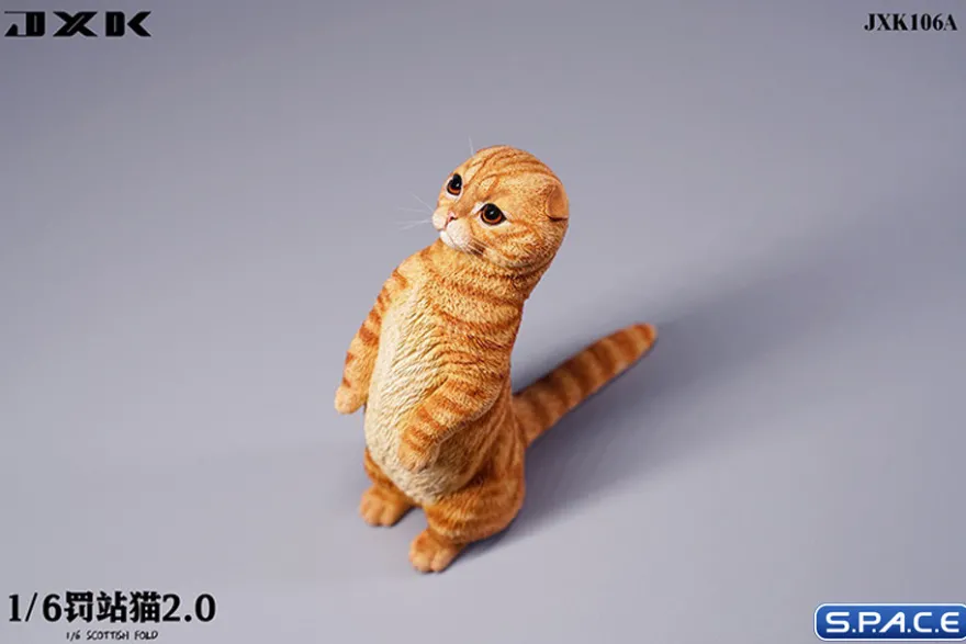 1/6 Scale Scottish Fold