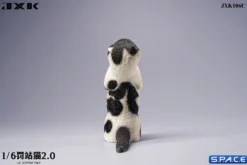 1/6 Scale Scottish Fold