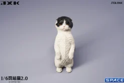 1/6 Scale Scottish Fold