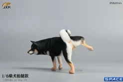 1/6 Scale Shiba Inu leg lift