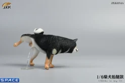1/6 Scale Shiba Inu leg lift