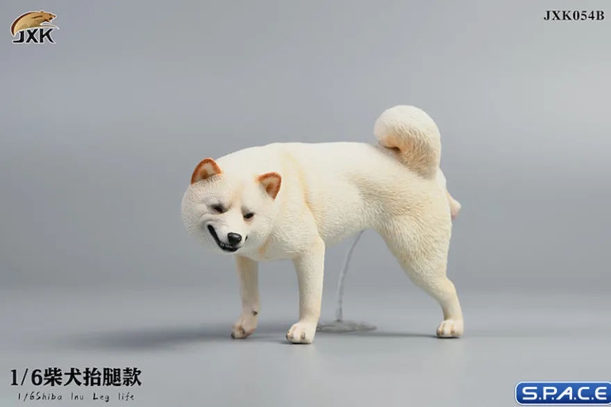 1/6 Scale Shiba Inu leg lift