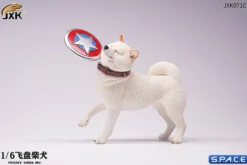 1/6 Scale Shiba Inu with frisbee