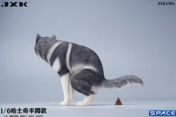 1/6 Scale Siberian Husky Half Squat