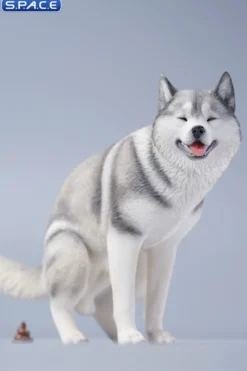 1/6 Scale Siberian Husky Half Squat