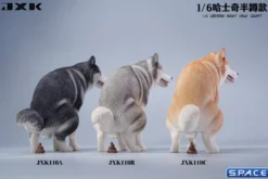 1/6 Scale Siberian Husky Half Squat