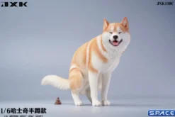 1/6 Scale Siberian Husky Half Squat