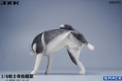 1/6 Scale Siberian Husky Leg Lift