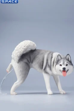 1/6 Scale Siberian Husky Leg Lift