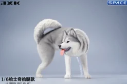 1/6 Scale Siberian Husky Leg Lift