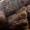 1/8 Scale Sick Triceratops Maquette