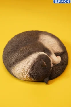 1/6 Scale sleeping Cat