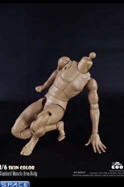 1/6 Scale Standard Muscle Arm Body