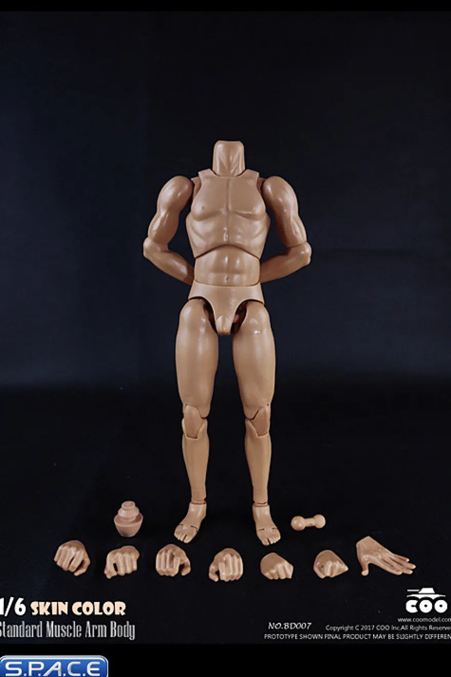 1/6 Scale Standard Muscle Arm Body