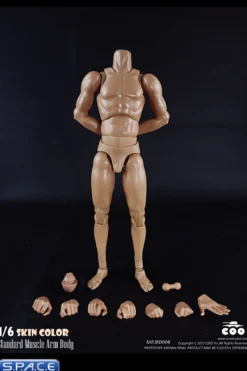 1/6 Scale Standard Muscle Arm High Body