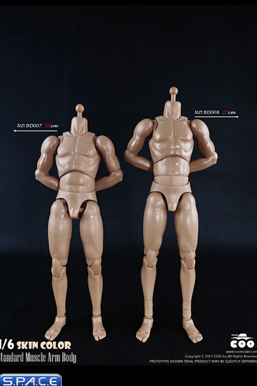 1/6 Scale Standard Muscle Arm High Body