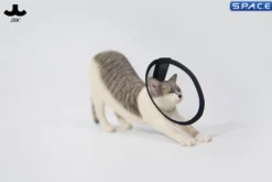 1/6 Scale stretching Cat Version D