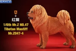 1/6 Scale Tibetan Mastiff