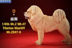 1/6 Scale Tibetan Mastiff