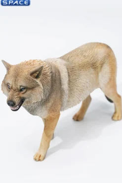 1/6 Scale Tibetan Wolf