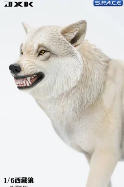 1/6 Scale Tibetan Wolf