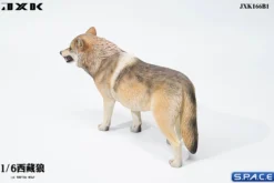 1/6 Scale Tibetan Wolf