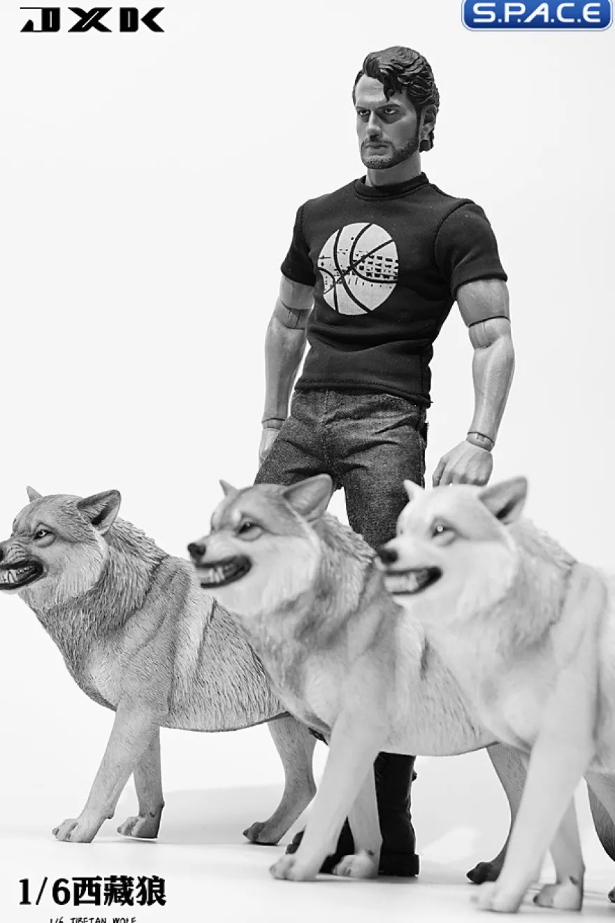 1/6 Scale Tibetan Wolf