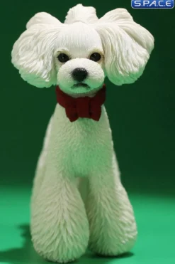 1/6 Scale Toy Poodle