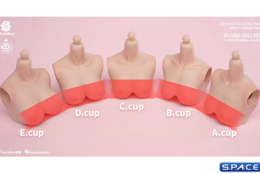 1/6 Scale upper body D-Cup