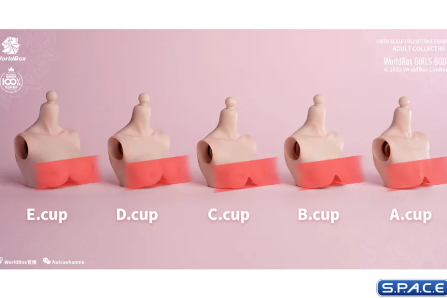 1/6 Scale upper body D-Cup
