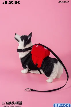 1/6 Scale Welsh Corgi Pembroke