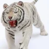 1/6 Scale white attacking Tiger