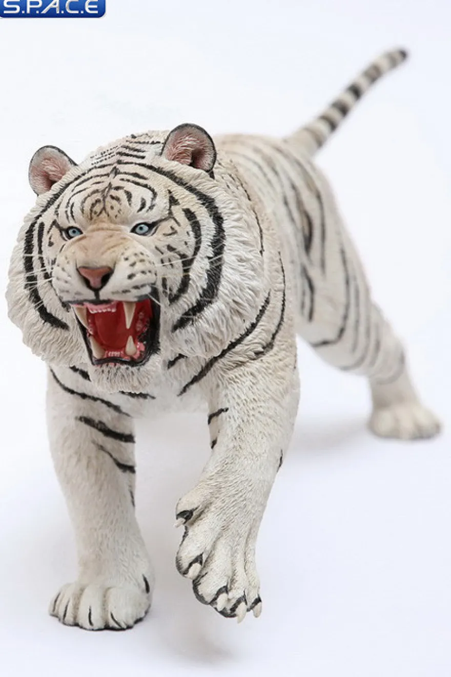 1/6 Scale white attacking Tiger