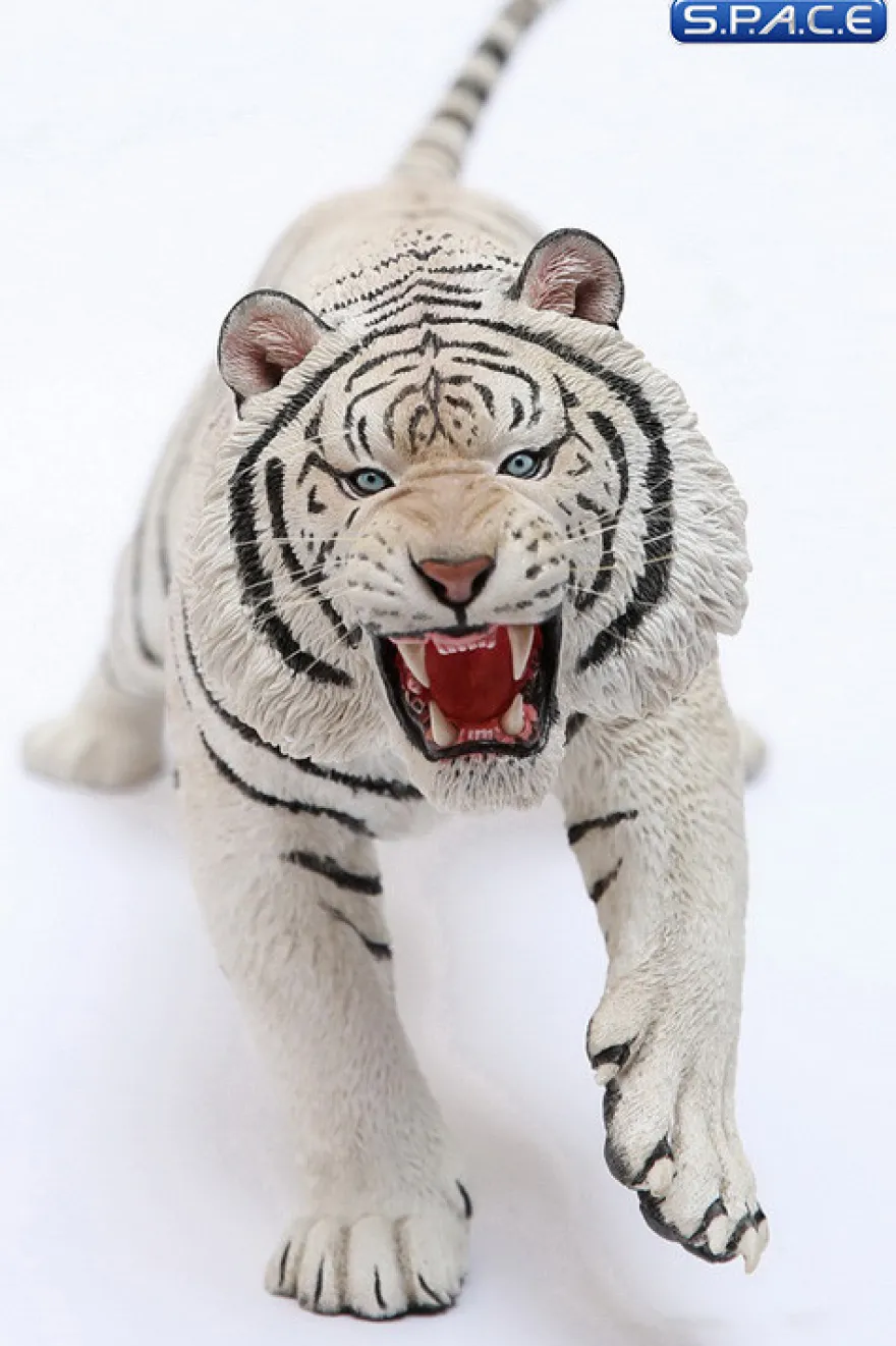 1/6 Scale white attacking Tiger