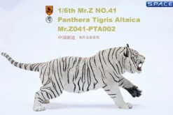 1/6 Scale white attacking Tiger
