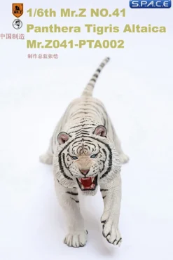 1/6 Scale white attacking Tiger