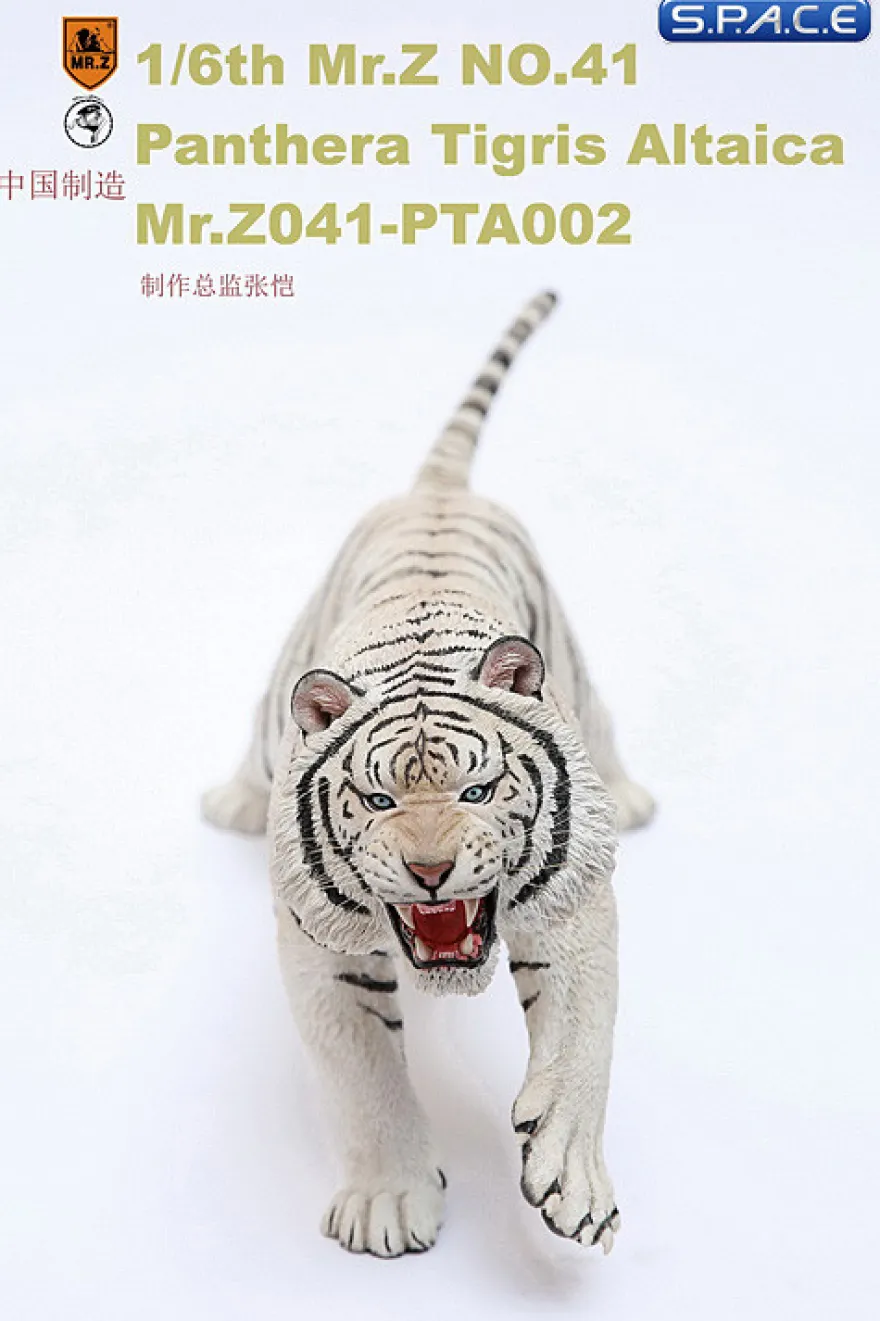 1/6 Scale white attacking Tiger