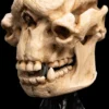 Skull of a Cave Troll