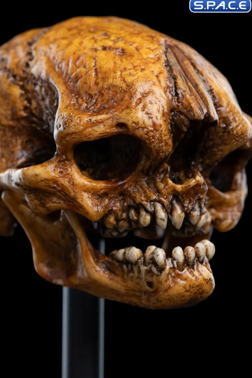 Skull of a Misty Mountain Goblin