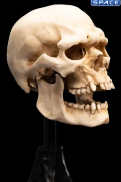 Skull of a Mordor Orc