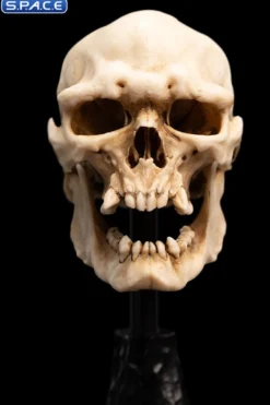 Skull of a Mordor Orc