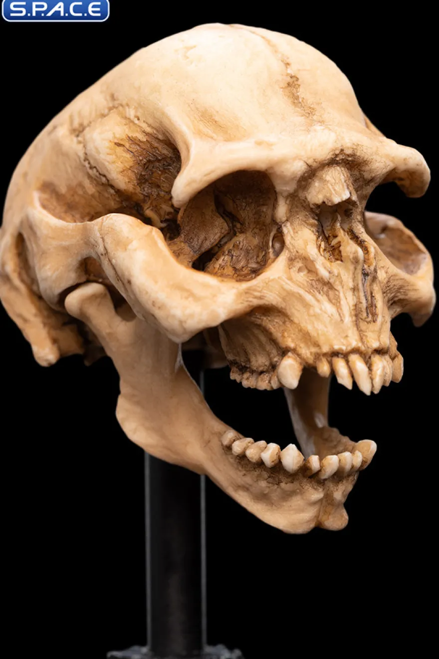 Skull of a Moria Orc