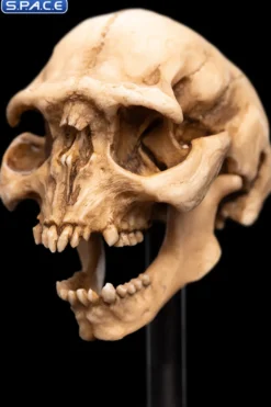 Skull of a Moria Orc