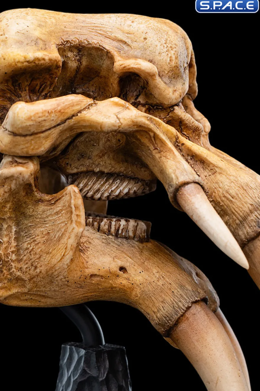 Skull of a Mumak
