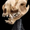 Skull of a Warg