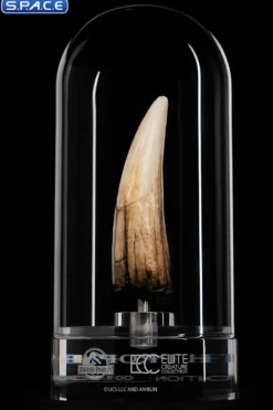1:1 Spinosaurus Tooth Life-Size Replica