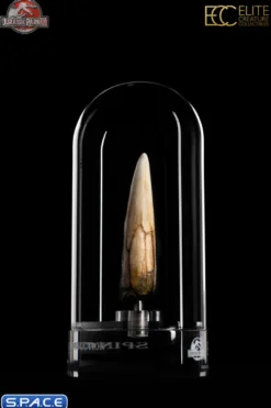 1:1 Spinosaurus Tooth Life-Size Replica